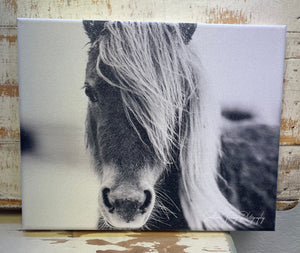 Horse Canvas Art Print